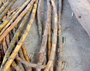 Sugarcane varieties in the community from the neighboring provinces 