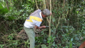 A participant practices stumping their coffee tree during the rejuvenation demonstration.