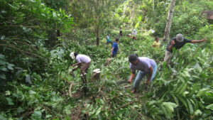 Participants clean and prepare stumped coffee trees during the rejuvenation demonstration in Tanglag, Lubuagan
