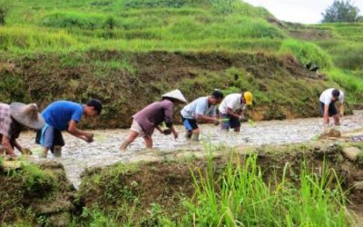 TRIAL FARMS ON PALAY PRODUCTION IMPROVEMENT SUPPORTED BY PARTNER PEOPLES ORGANIZATION